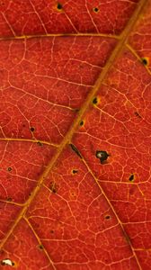 Preview wallpaper leaf, veins, red, macro