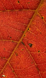 Preview wallpaper leaf, veins, red, macro