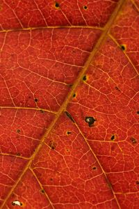 Preview wallpaper leaf, veins, red, macro