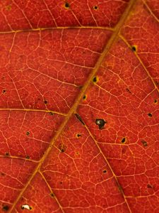 Preview wallpaper leaf, veins, red, macro