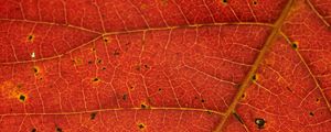 Preview wallpaper leaf, veins, red, macro
