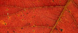 Preview wallpaper leaf, veins, red, macro