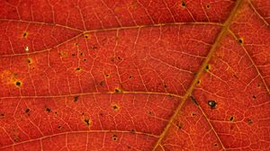 Preview wallpaper leaf, veins, red, macro