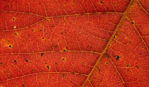 Preview wallpaper leaf, veins, red, macro
