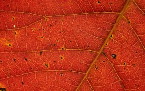 Preview wallpaper leaf, veins, red, macro