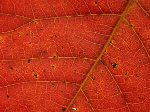 Preview wallpaper leaf, veins, red, macro