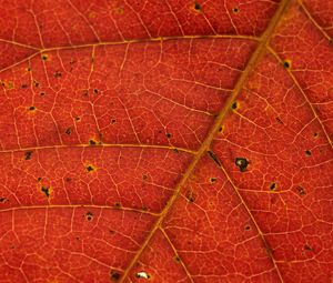 Preview wallpaper leaf, veins, red, macro