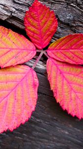 Preview wallpaper leaf, veins, red, wood, macro