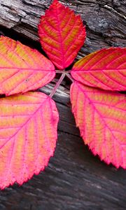Preview wallpaper leaf, veins, red, wood, macro