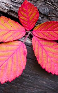 Preview wallpaper leaf, veins, red, wood, macro