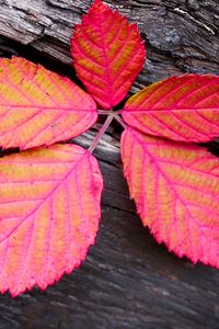 Preview wallpaper leaf, veins, red, wood, macro