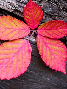 Preview wallpaper leaf, veins, red, wood, macro