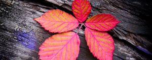 Preview wallpaper leaf, veins, red, wood, macro