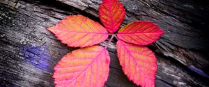 Preview wallpaper leaf, veins, red, wood, macro