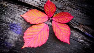 Preview wallpaper leaf, veins, red, wood, macro