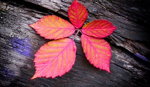 Preview wallpaper leaf, veins, red, wood, macro