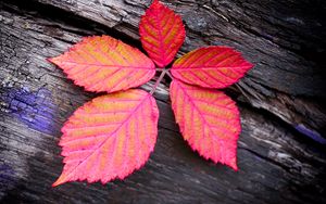 Preview wallpaper leaf, veins, red, wood, macro