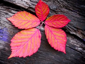 Preview wallpaper leaf, veins, red, wood, macro