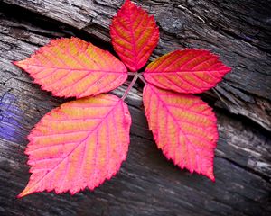 Preview wallpaper leaf, veins, red, wood, macro