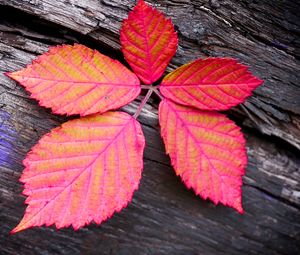 Preview wallpaper leaf, veins, red, wood, macro