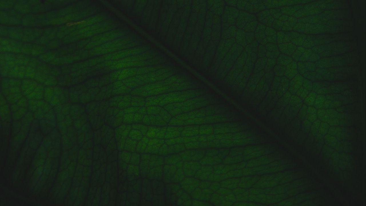 Wallpaper leaf, veins, relief, plant, macro, green