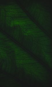 Preview wallpaper leaf, veins, relief, plant, macro, green