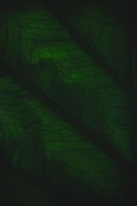 Preview wallpaper leaf, veins, relief, plant, macro, green