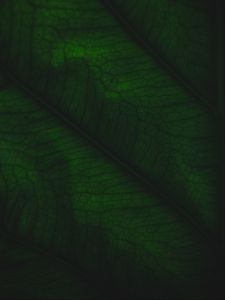 Preview wallpaper leaf, veins, relief, plant, macro, green
