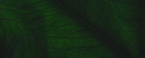 Preview wallpaper leaf, veins, relief, plant, macro, green