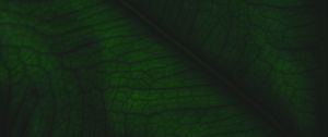 Preview wallpaper leaf, veins, relief, plant, macro, green