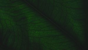 Preview wallpaper leaf, veins, relief, plant, macro, green