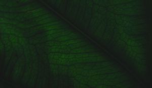 Preview wallpaper leaf, veins, relief, plant, macro, green