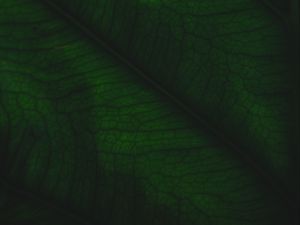 Preview wallpaper leaf, veins, relief, plant, macro, green