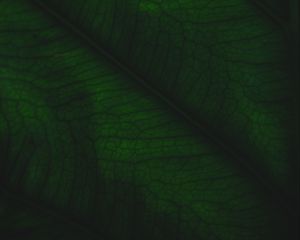 Preview wallpaper leaf, veins, relief, plant, macro, green