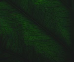 Preview wallpaper leaf, veins, relief, plant, macro, green