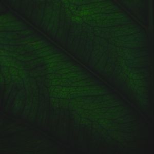 Preview wallpaper leaf, veins, relief, plant, macro, green