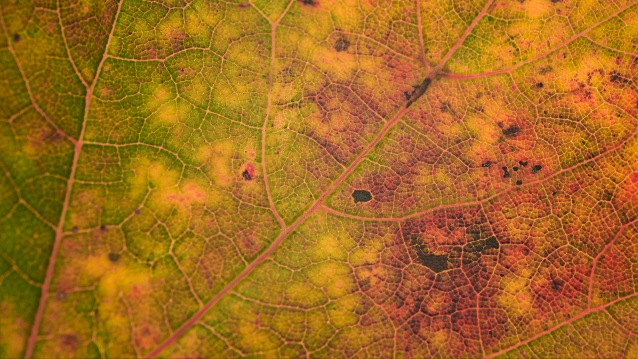 Wallpaper leaf, veins, relief, macro, autumn