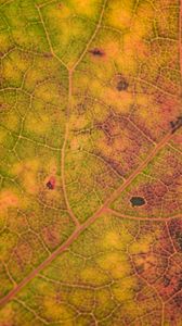 Preview wallpaper leaf, veins, relief, macro, autumn