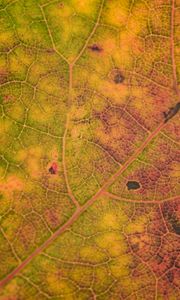 Preview wallpaper leaf, veins, relief, macro, autumn
