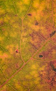 Preview wallpaper leaf, veins, relief, macro, autumn