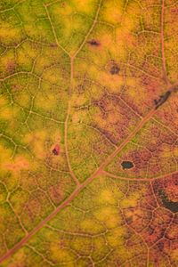 Preview wallpaper leaf, veins, relief, macro, autumn