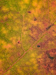 Preview wallpaper leaf, veins, relief, macro, autumn