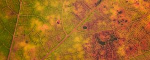 Preview wallpaper leaf, veins, relief, macro, autumn
