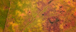 Preview wallpaper leaf, veins, relief, macro, autumn