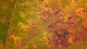 Preview wallpaper leaf, veins, relief, macro, autumn