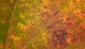 Preview wallpaper leaf, veins, relief, macro, autumn