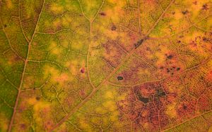 Preview wallpaper leaf, veins, relief, macro, autumn
