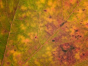 Preview wallpaper leaf, veins, relief, macro, autumn
