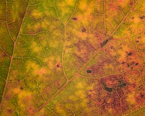 Preview wallpaper leaf, veins, relief, macro, autumn