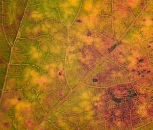 Preview wallpaper leaf, veins, relief, macro, autumn